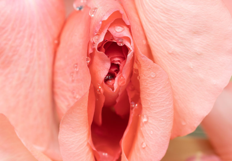 Eine Nahaufnahme einer rosa Rose mit Wassertropfen auf den Blütenblättern, die ihre natürliche Schönheit zur Geltung bringt.