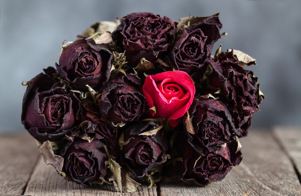 Ein geheimnisvoller Strauß schwarzer Rosen, begleitet von einer einzigen bezaubernden roten Rose.